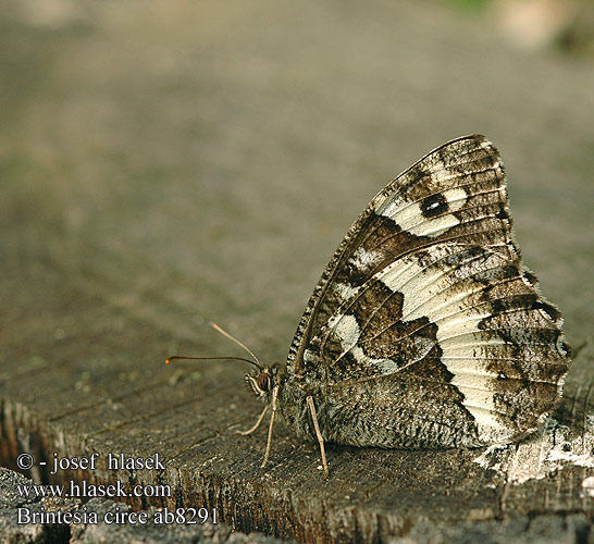 Brintesia circe Weißer Waldportier Skalnik prozerpina