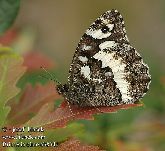 Brintesia circe Сатир цирцея Kara Murat Great Banded