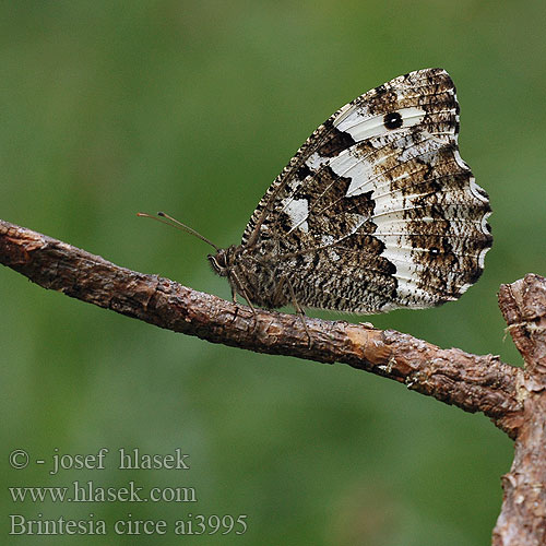 Brintesia circe Hipparchia Okáč voňavkový Сатир