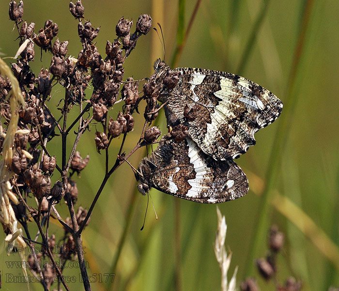 Brintesia circe