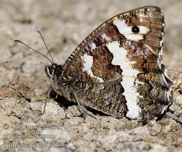 Brintesia Hipparchia circe Great Banded Grayling Silène