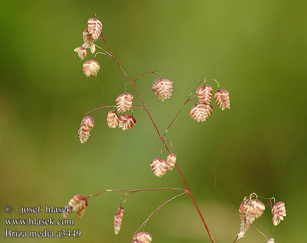 Darrgräs Quaking Grass Zittergras Drżączka średnia Traslica prostredná