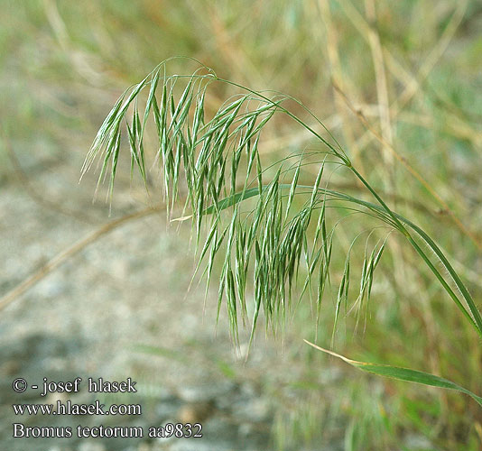 Bromus tectorum