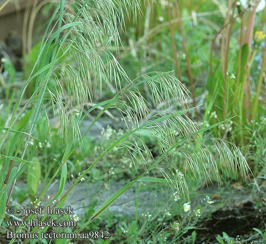 Bromus tectorum