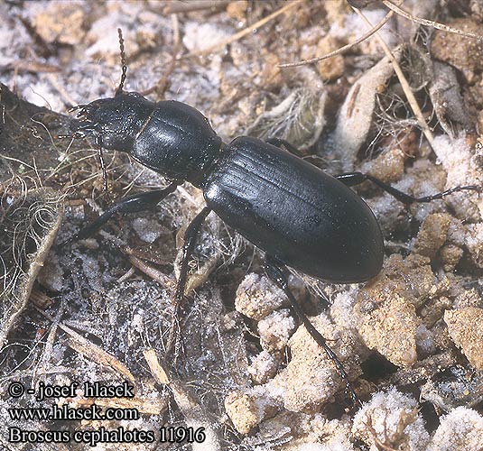 Broscus cephalotes Kopfkäfer Dikkoploopkever Střevlík hlaváč