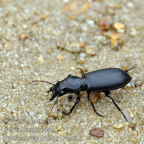 Läderbagge Sandgraver Céphalote commun Broscus cephalotes