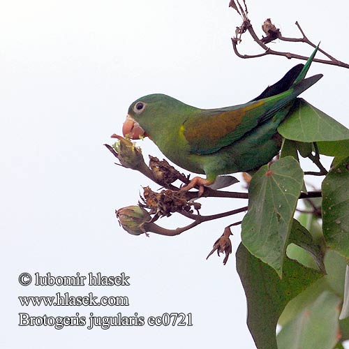 Brotogeris jugularis Orange-chinned Parakeet Papoušek tovi