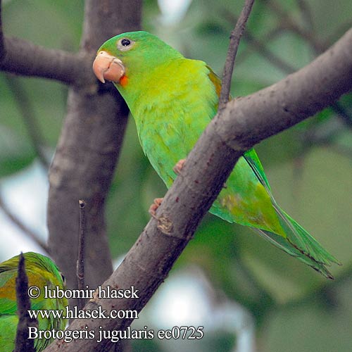 Perico ala amarilla Epolettiaratti Toui menton d'or