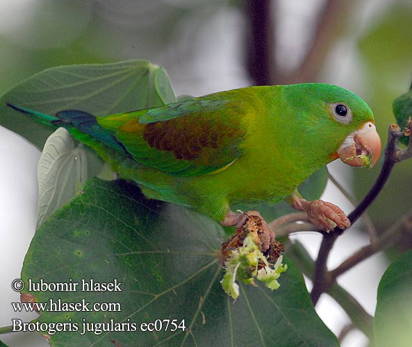 Toviparakitt Brotogeris jugularis Orange-chinned Parakeet