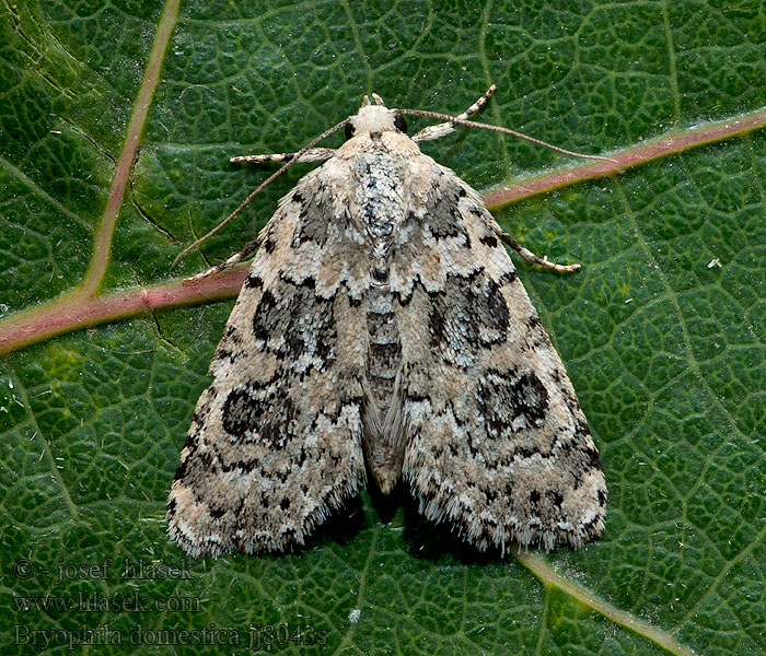 Bryophila domestica Lichte korstmosuil Kékfoltú zuzmóbagoly Blekgult lavfly Klippelavfly