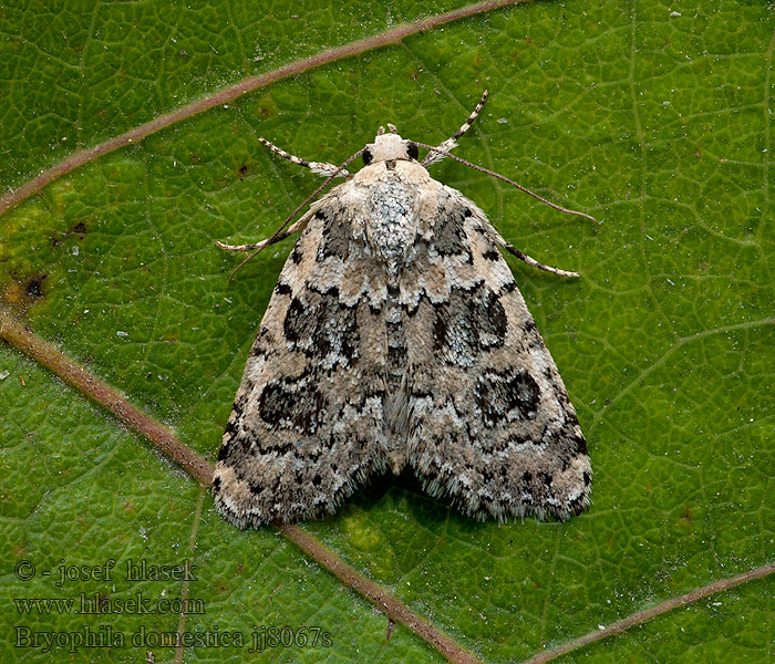 Bryophila domestica Cовка лишайная беловатая Porostnica podomka