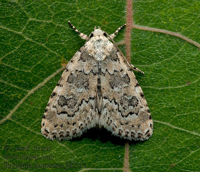 Bryophila domestica Marbled beauty Lišajníkovka záhradná