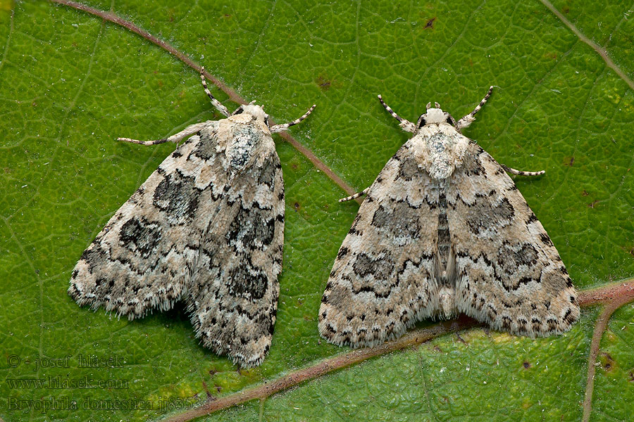 Bryophila domestica Šípověnka perlová Weißliche Flechteneule