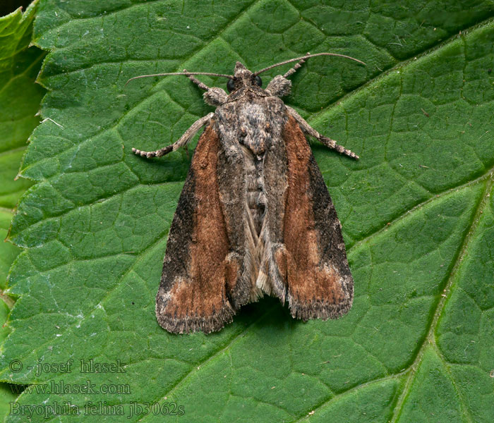 Bryophila felina