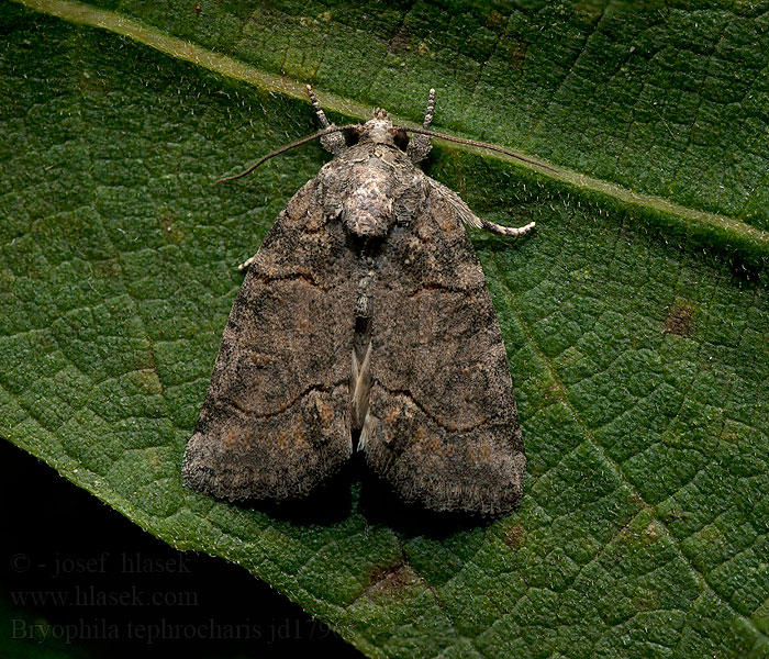 Bryophila tephrocharis Cryphia Šípověnka hnědá Graue Schildflechteneule