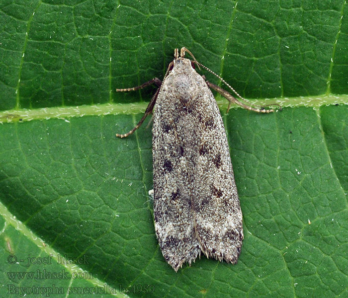 Bryotropha senectella Psota žltkastá Выемчатокрылая моль строгая