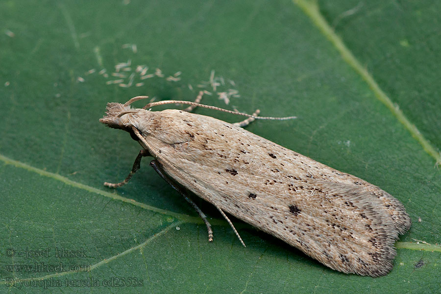 Bryotropha terrella Cinereous Groundling Psota zemná