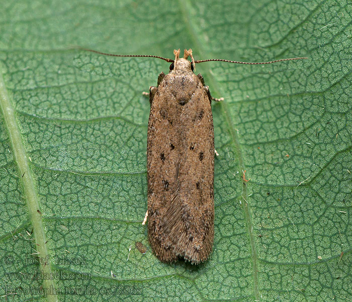 Bryotropha terrella