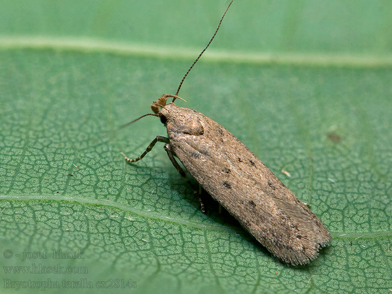 Bryotropha terrella