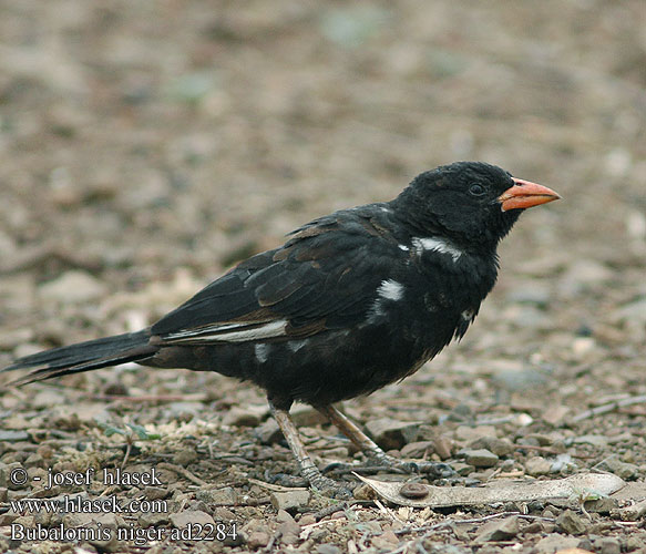 Bubalornis niger albirostris Redbilled Buffalo Weaver