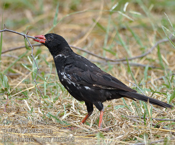 Bubalornis niger bb8348