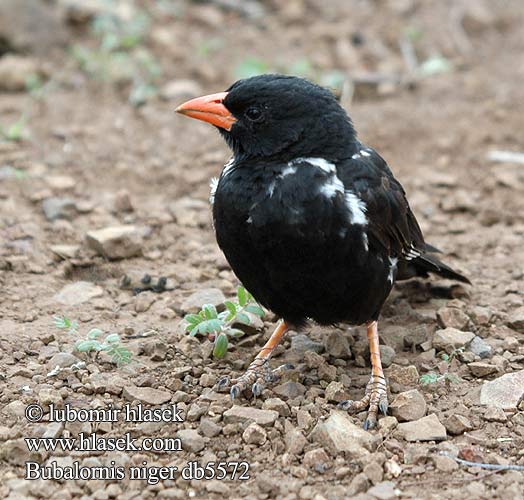 Roodsnavel-buffelwever Buffalo-Weaver Buffelweber