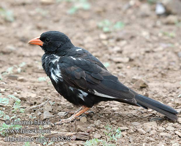 Bubalornis niger db5576