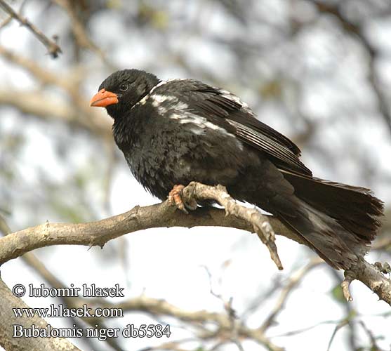 Bubalornis niger db5584