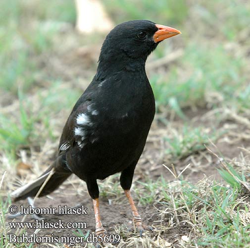 Bubalornis niger db5609