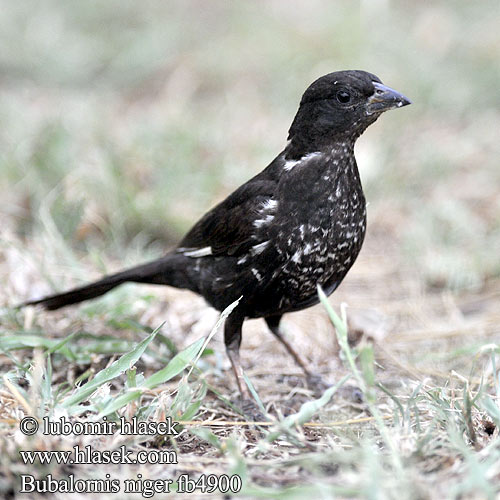 Bubalornis niger fb4900