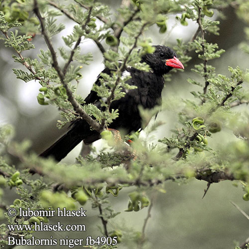 Byvoliar červenozobý Rødnebbøffelvever Bubalornis niger