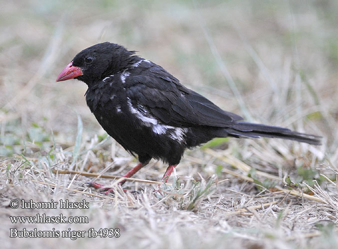 Redbilled Buffalo Weaver Red-billed Buffalo-Weaver