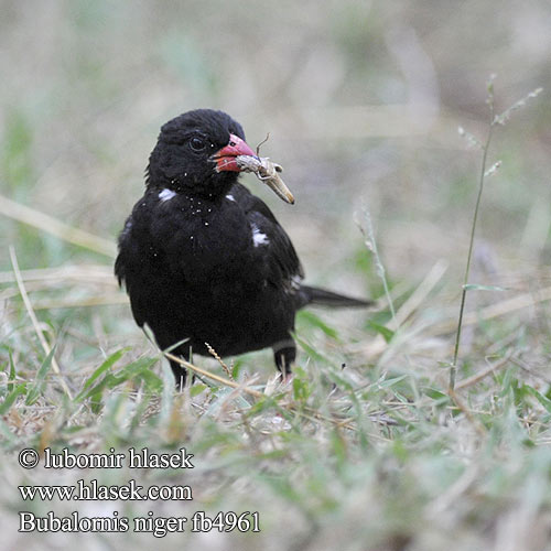 Alecto bec rouge Roodsnavel-buffelwever Buffalo-Weaver