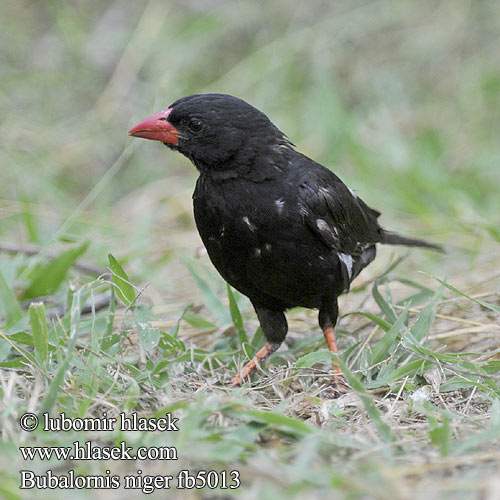 Roodsnavel-buffelwever Buffalo-Weaver Buffelweber