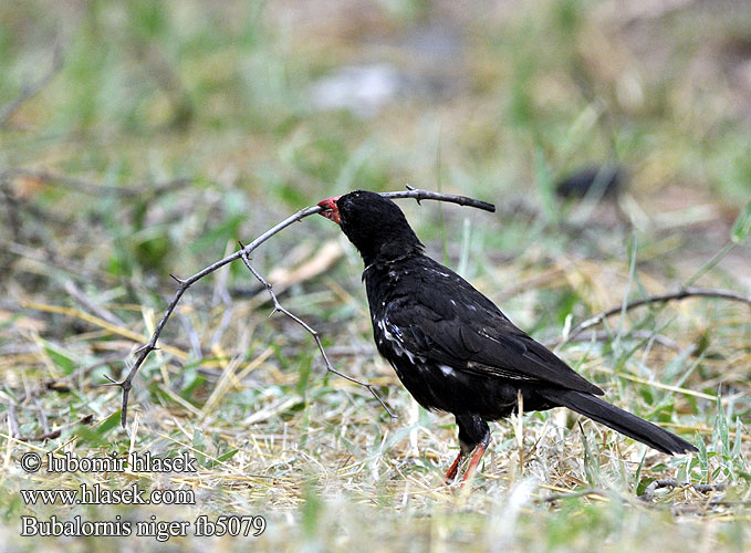 Bubalornis niger fb5079