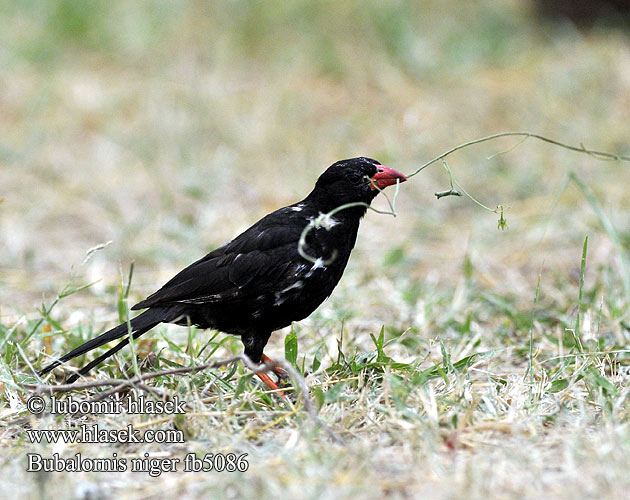 Bubalornis niger fb5086