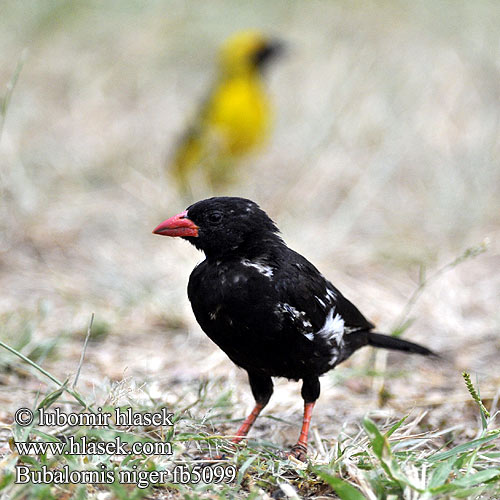 Bubalornis niger fb5099