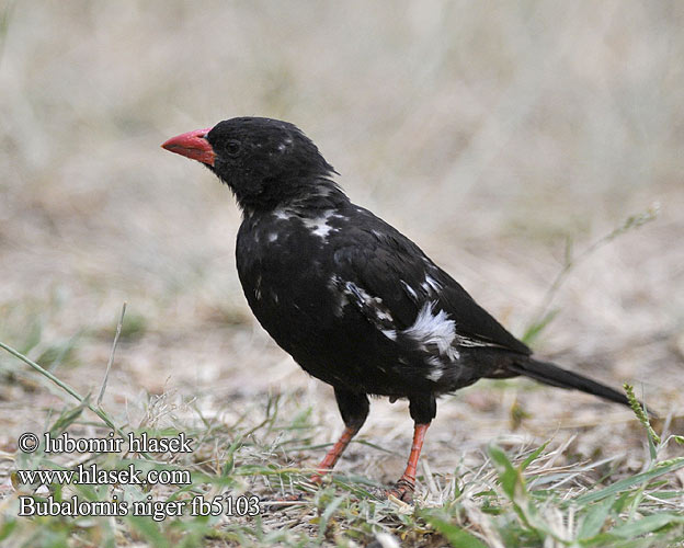 Bubalornis niger fb5103