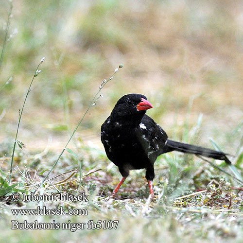 Bubalornis niger fb5107