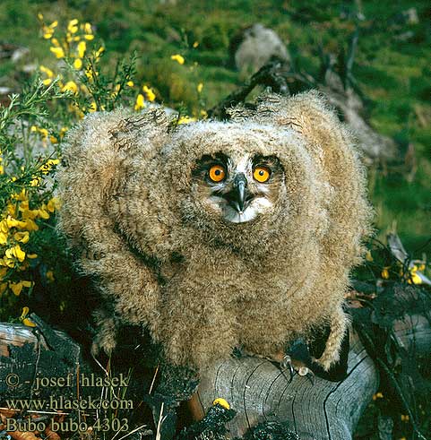 Eagle Owl Uhu Grand-duc Europe Búho Real