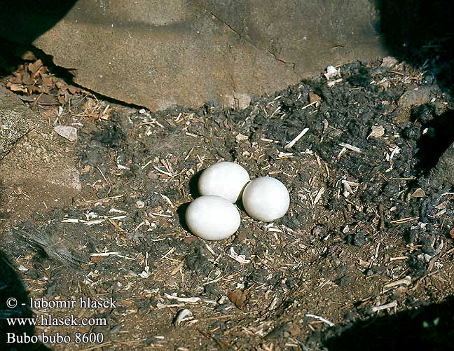 eggs nests Bubo bubo Eagle Owl Uhu Grand-duc Europe