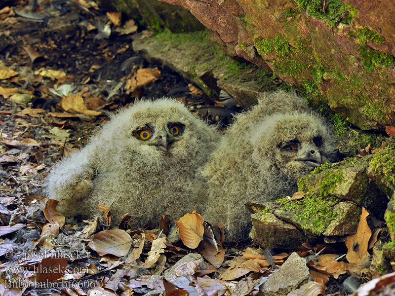 Bubo bubo Búho Real Výr velký