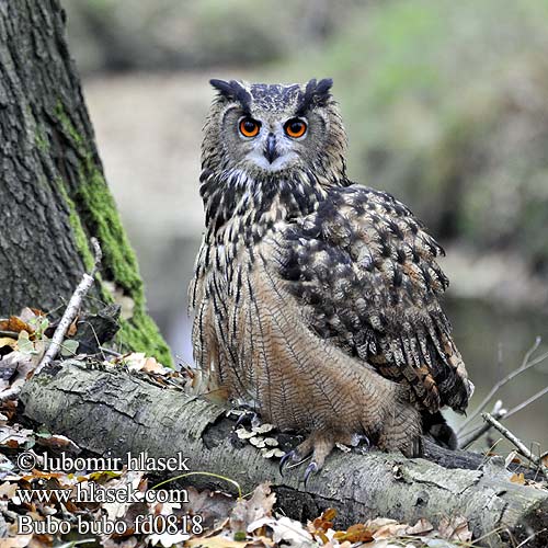 Bubo bubo fd0818