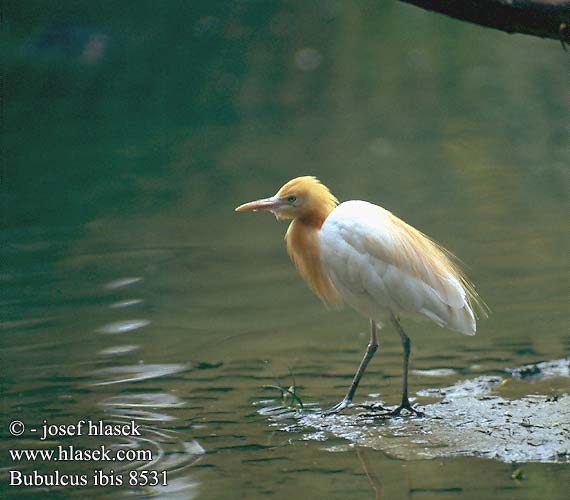 Bubulcus ibis Cattle Egret Kohejre Lehmähaikara Héron garde-bœufs