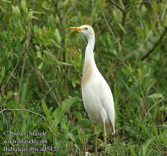 Bubulcus ibis ad5422