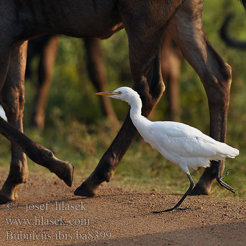 Bubulcus ibis ba8399