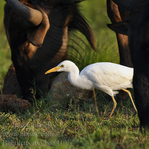 Bubulcus ibis ba8419