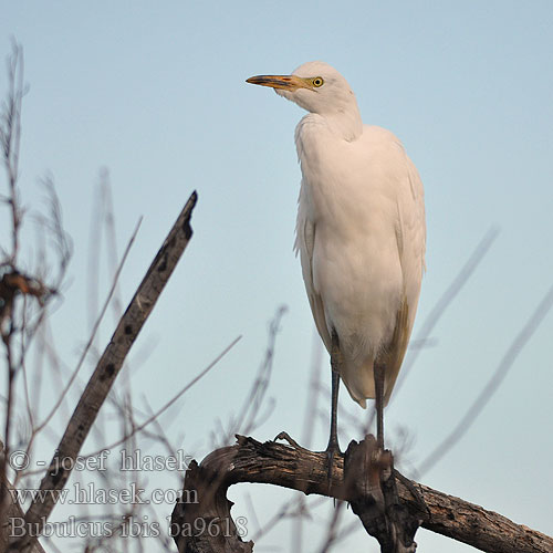 Sığır Balıkçılı אנפית בקר Unni kokku Bubulcus ibis Cattle Egret