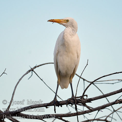 Cattle Egret Kohejre Lehmähaikara Héron garde-bœufs Koerreiger