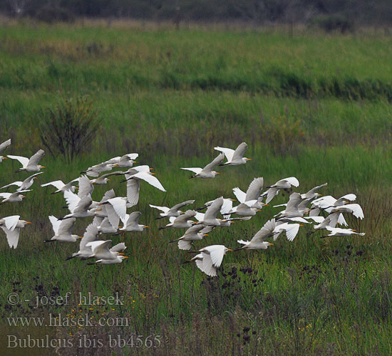 Bubulcus ibis bb4565